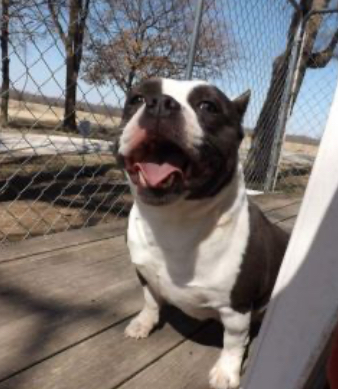 Dog Featured Image