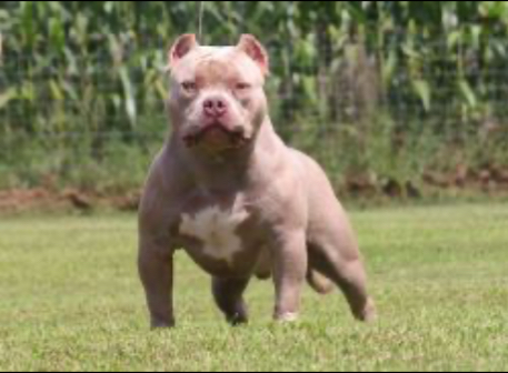 Dog Featured Image