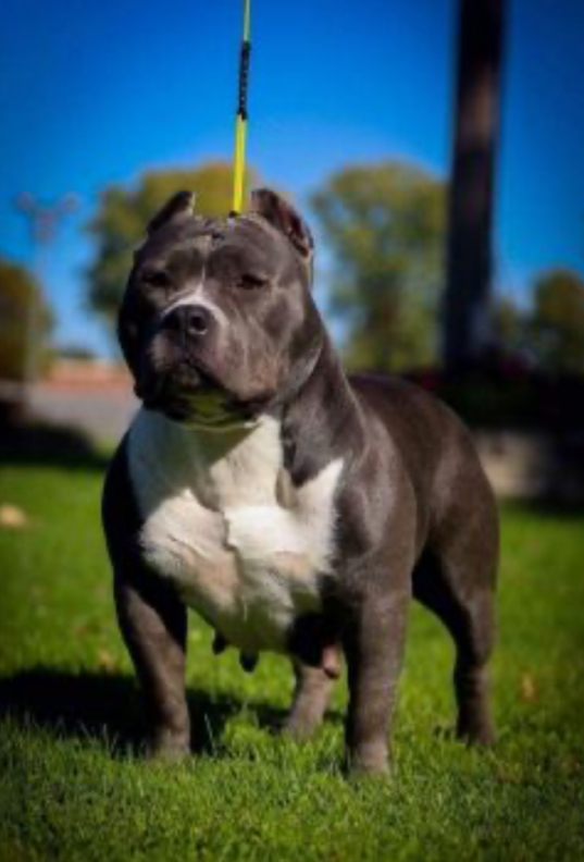 Dog Featured Image