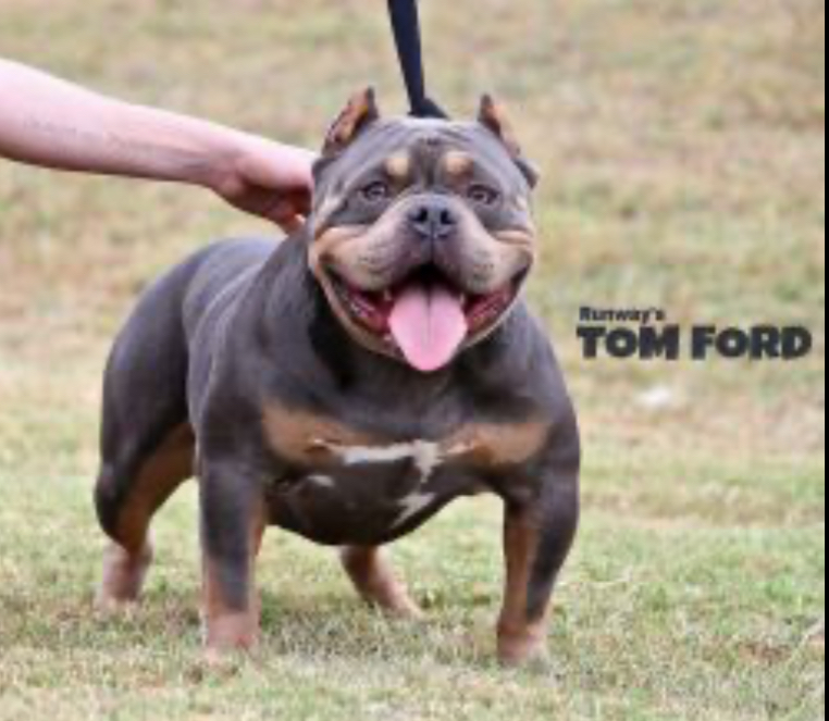 Dog Featured Image