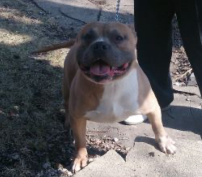 Dog Featured Image