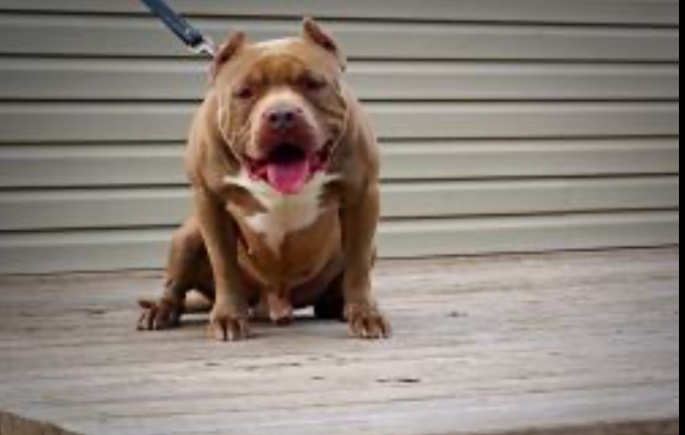 Dog Featured Image