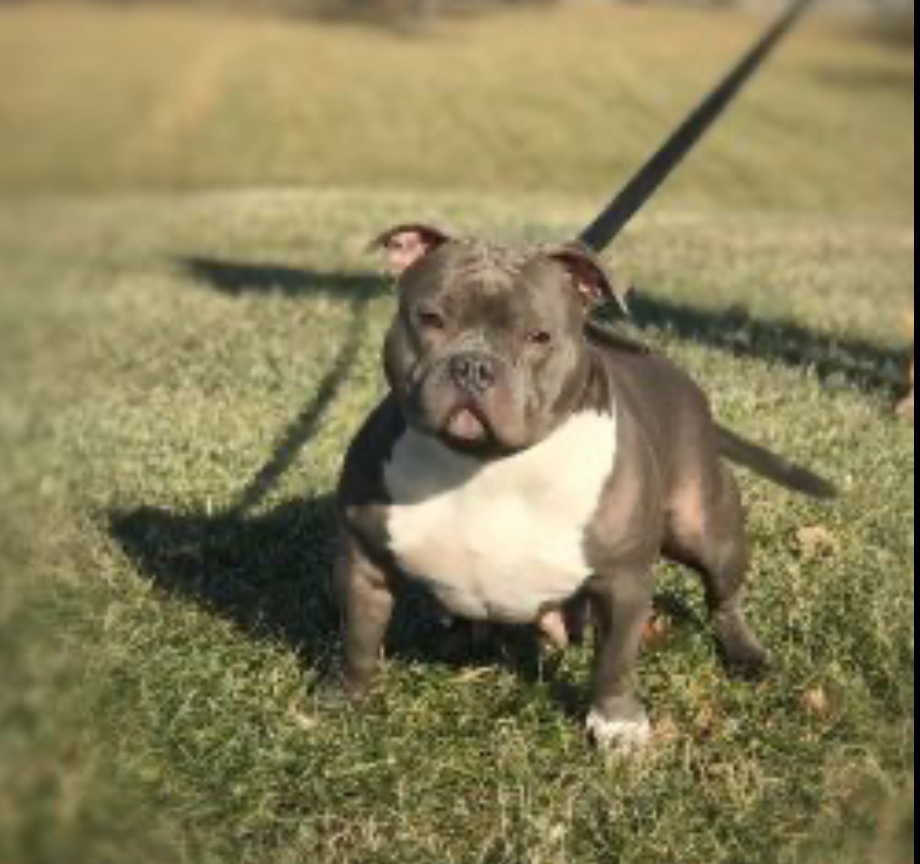 Dog Featured Image