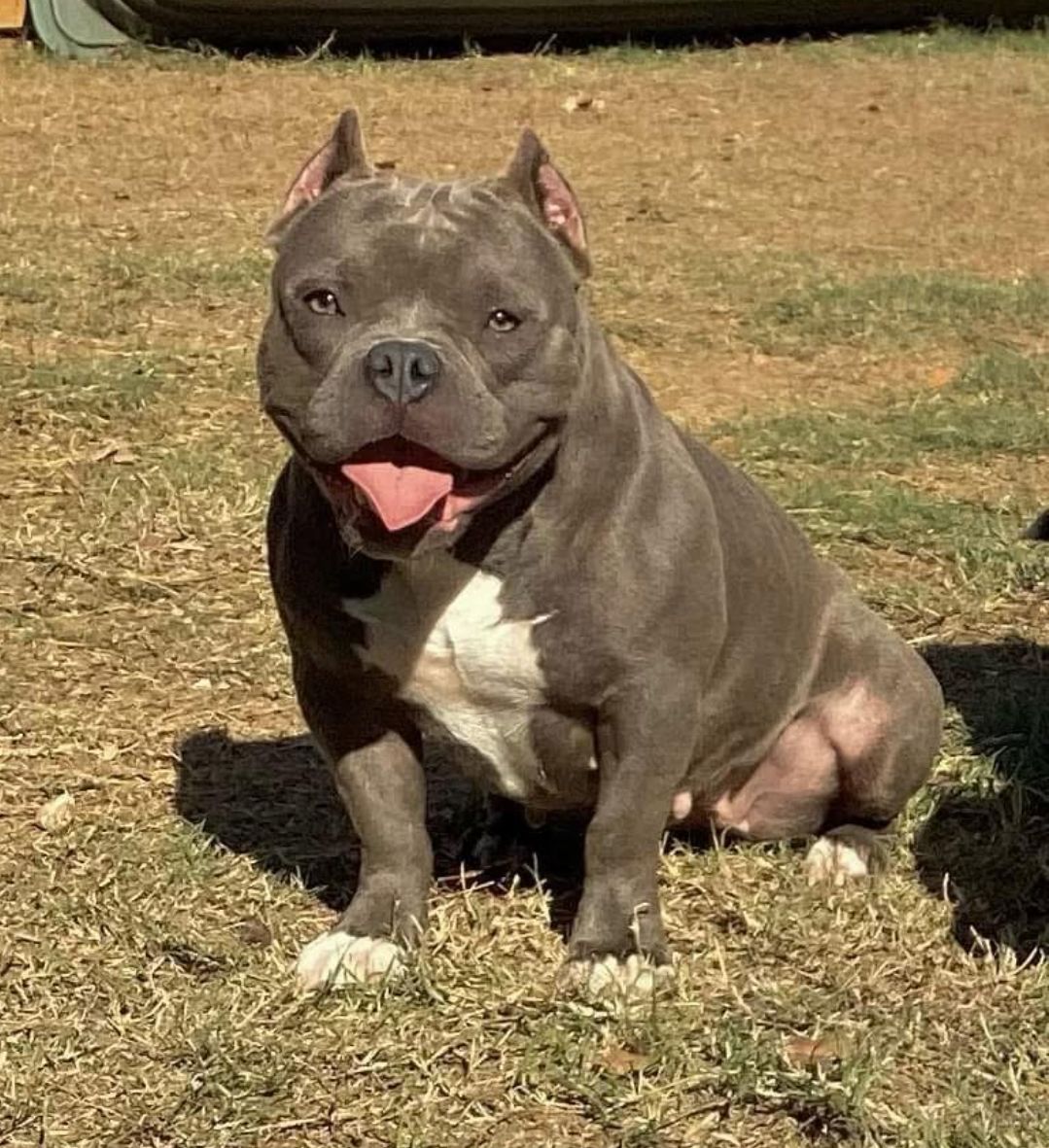 Dog Featured Image