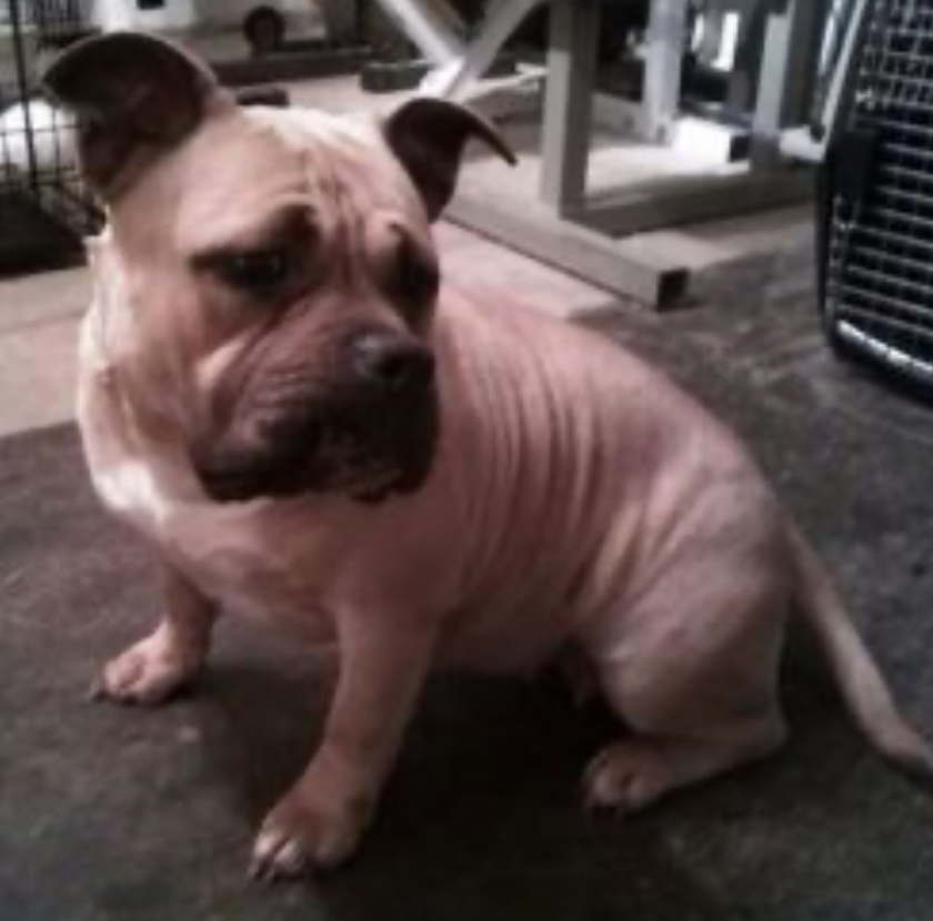 Dog Featured Image
