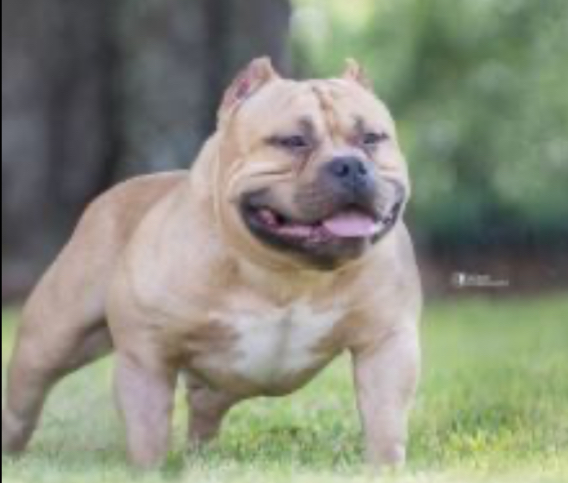 Dog Featured Image