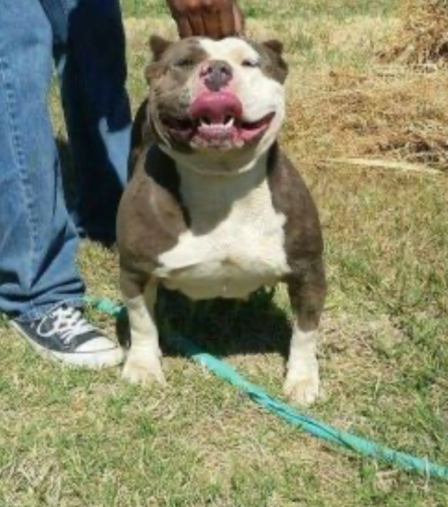 Dog Featured Image