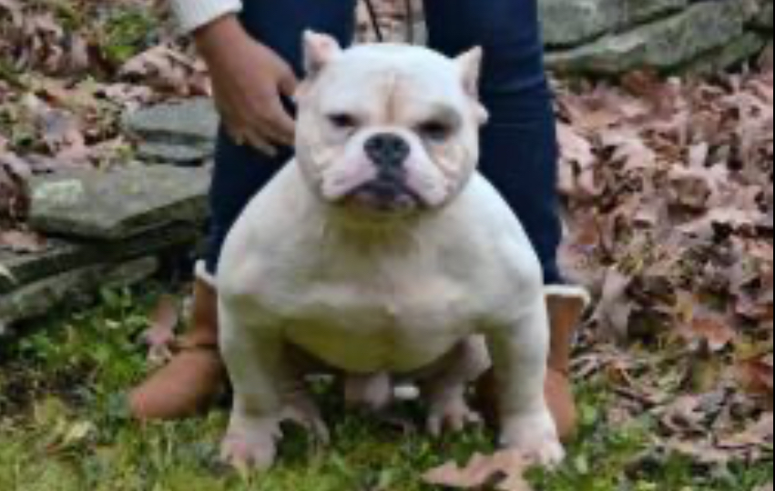Dog Featured Image