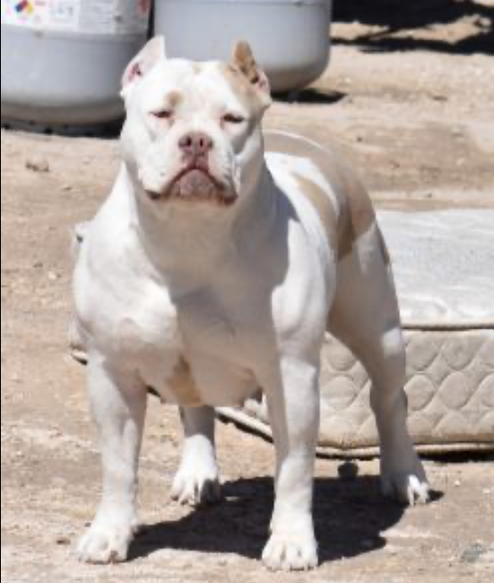 Dog Featured Image