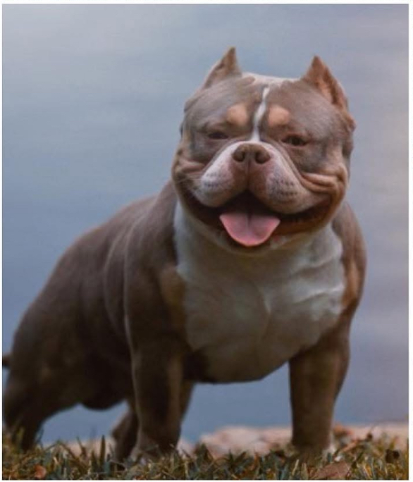 Dog Featured Image