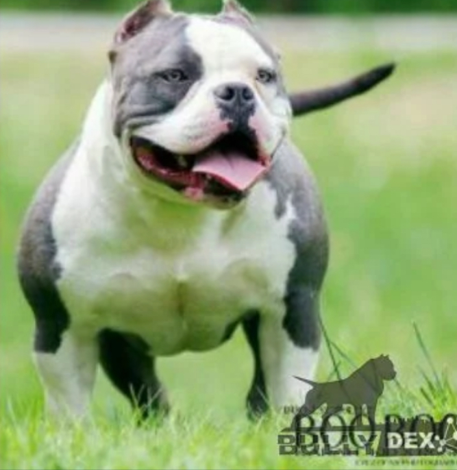 Dog Featured Image