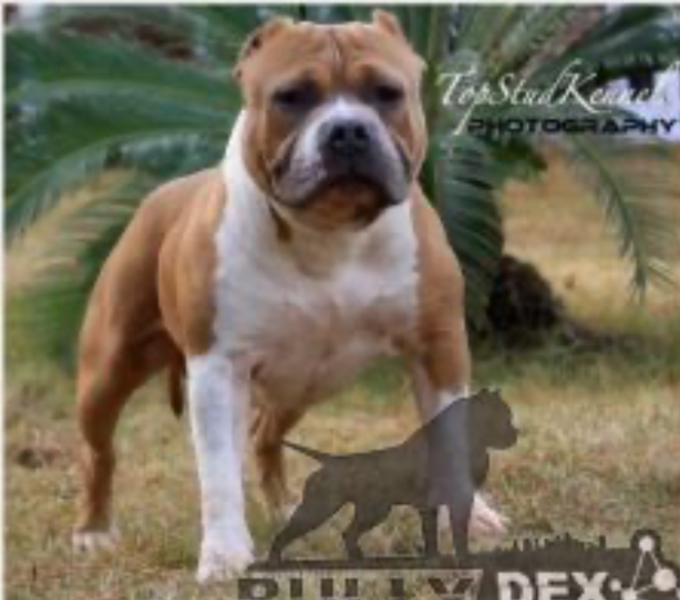 Dog Featured Image