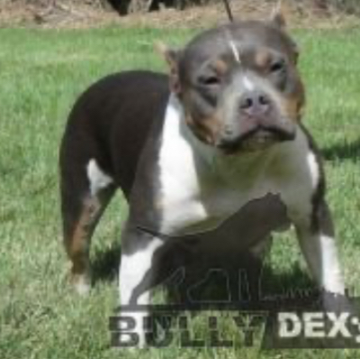 Dog Featured Image