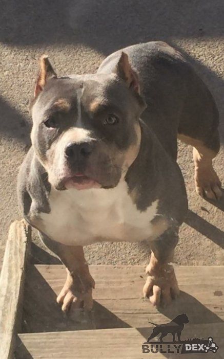 Dog Featured Image