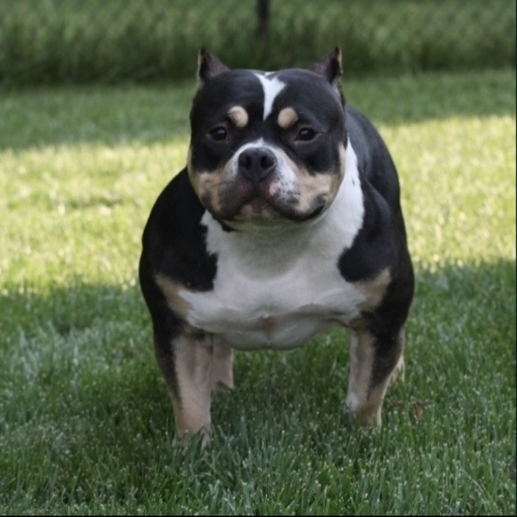Dog Featured Image