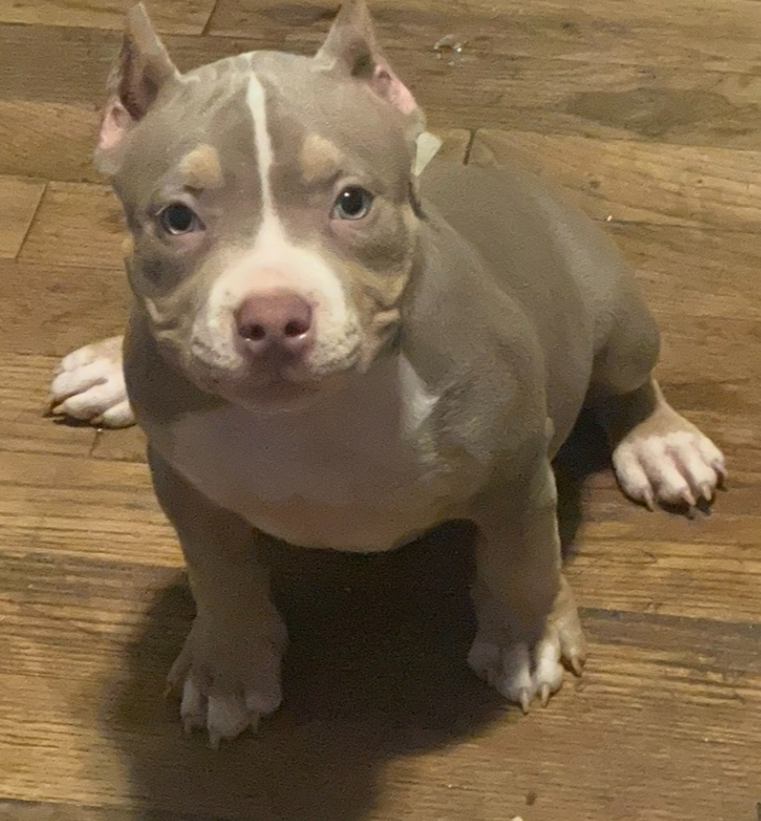 Dog Featured Image