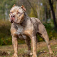 KIBP’s OG Goldie