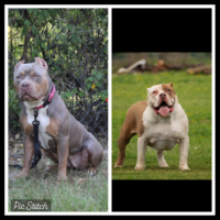 Dog Featured Image