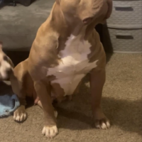 Fourpoint kennels TRINA