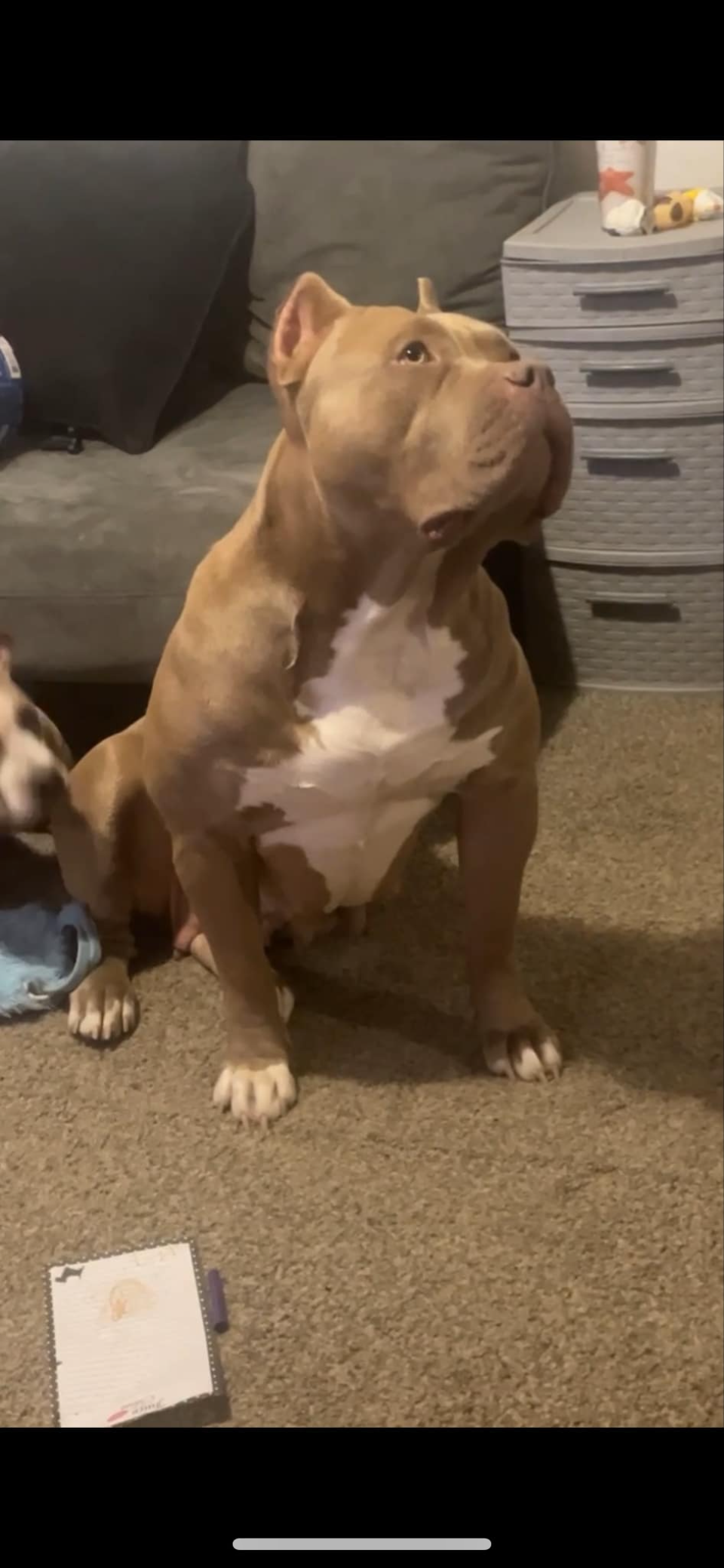 Dog Featured Image