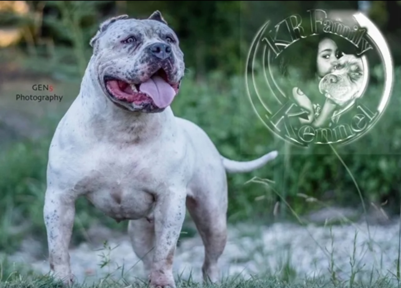 Dog Featured Image