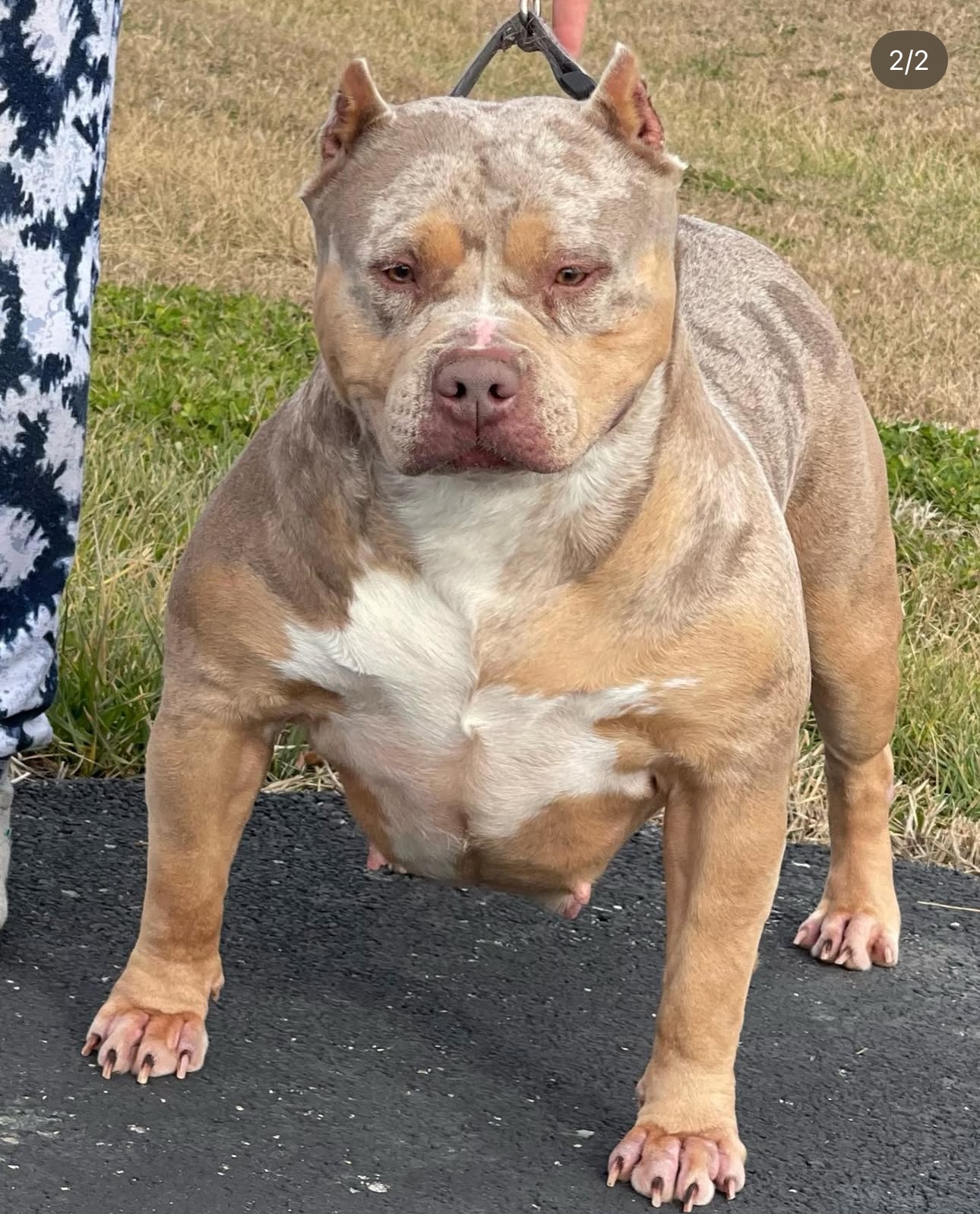 Dog Featured Image