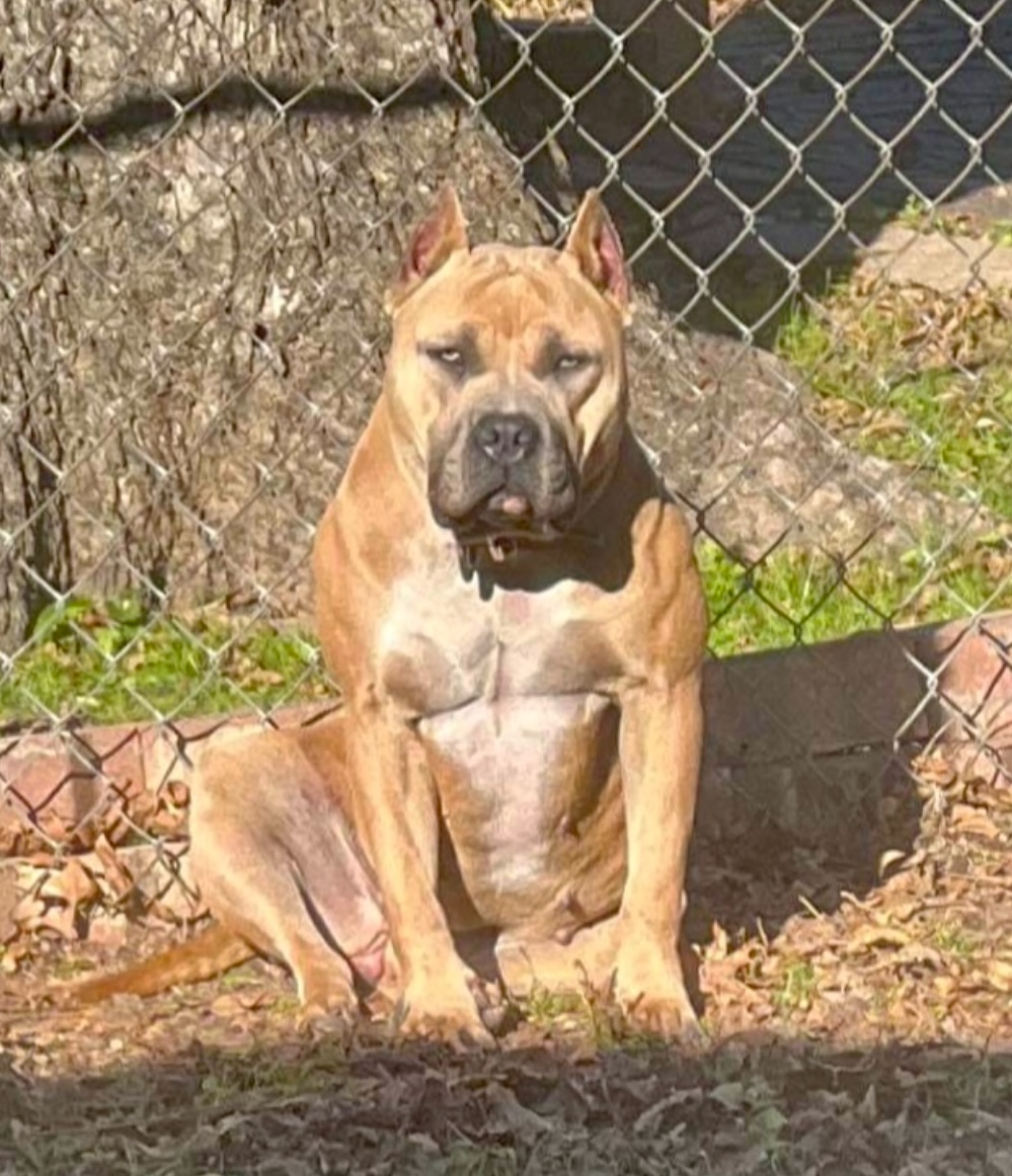 Dog Featured Image
