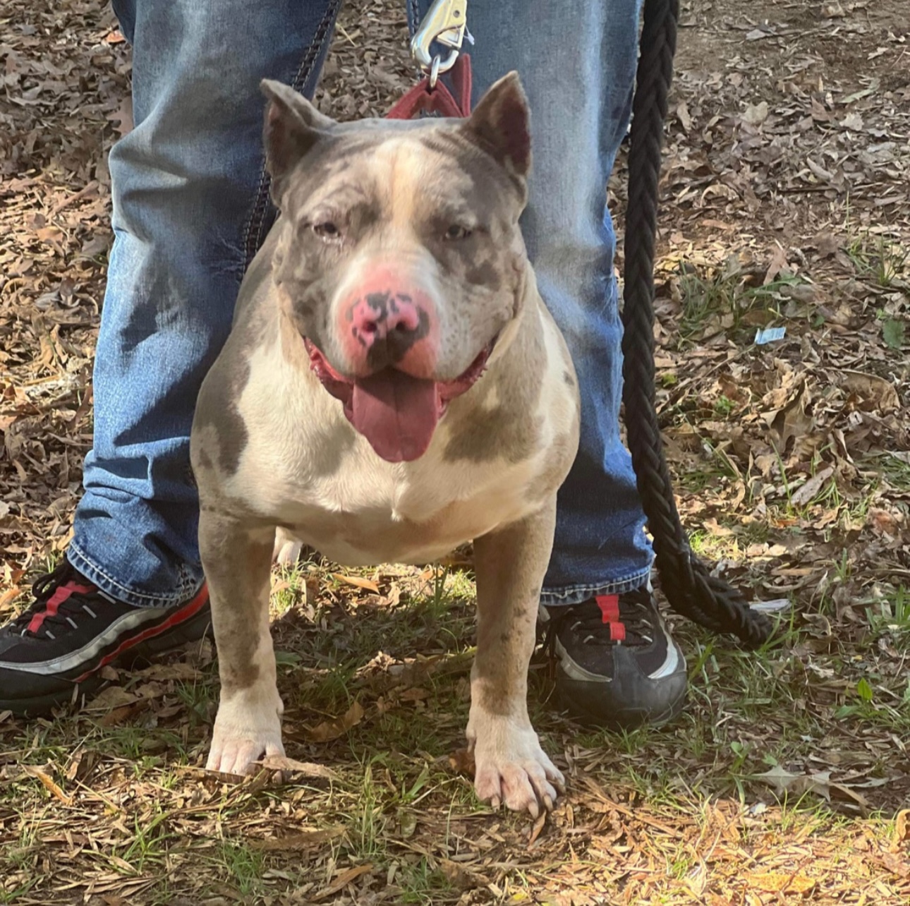 Dog Featured Image