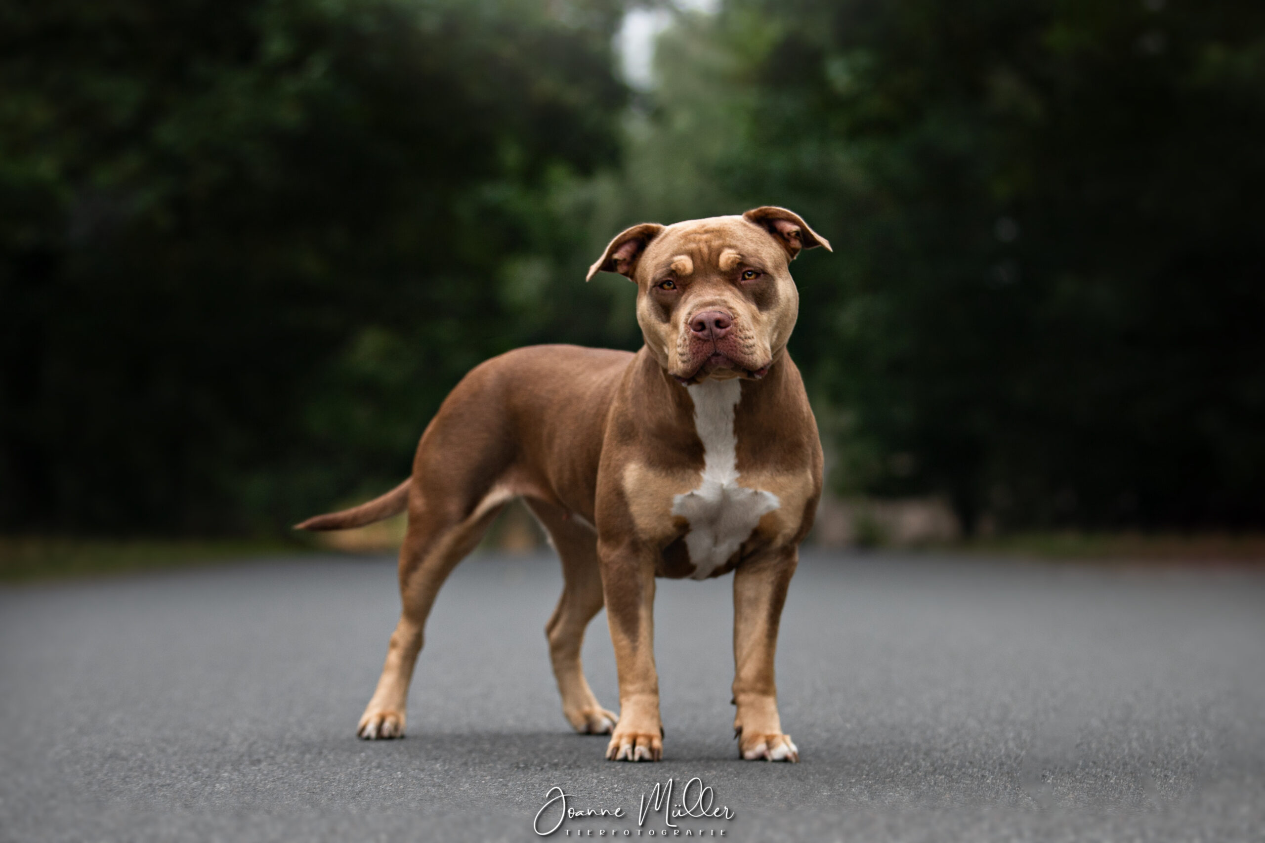 Dog Featured Image