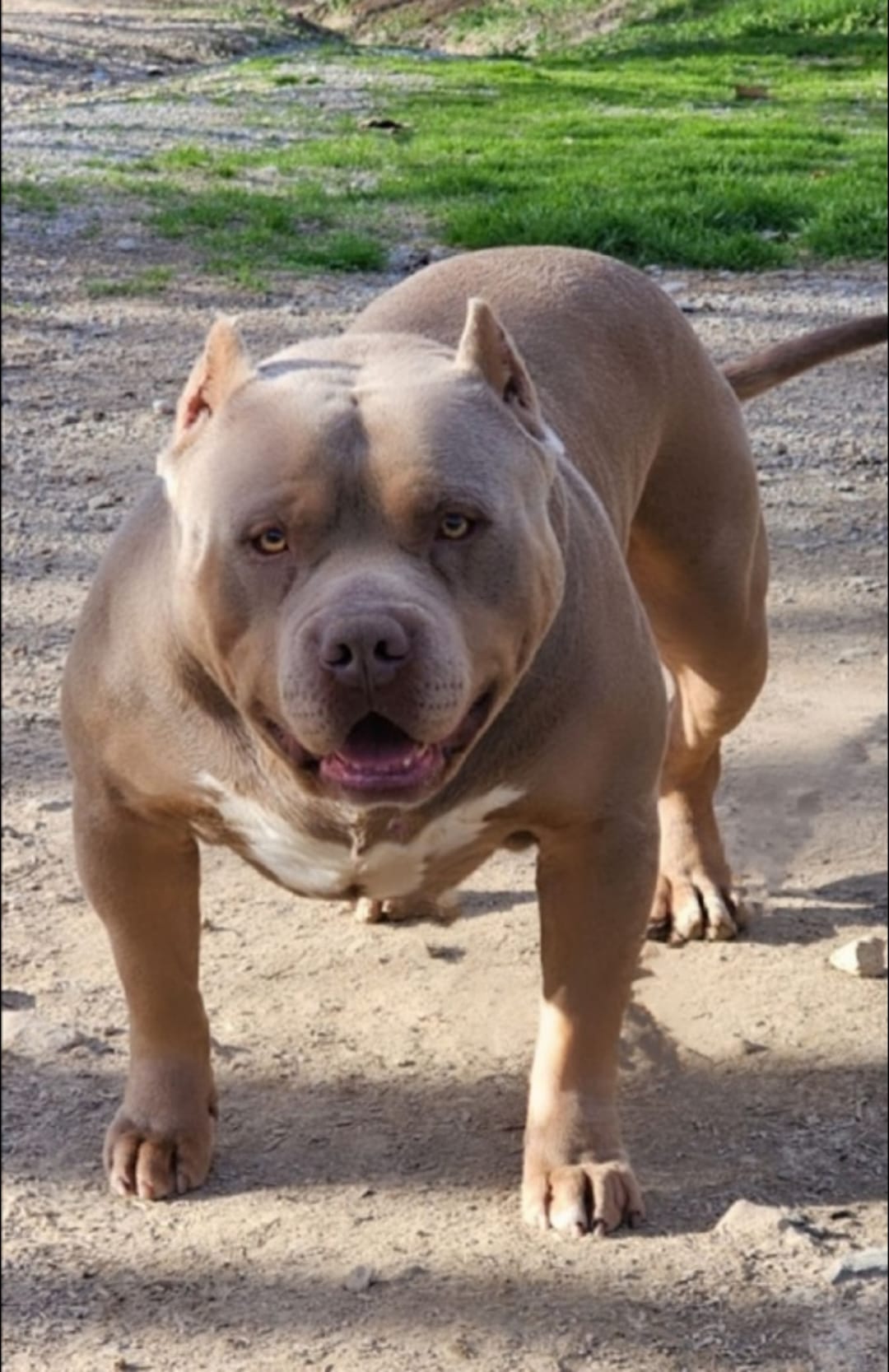 Dog Featured Image