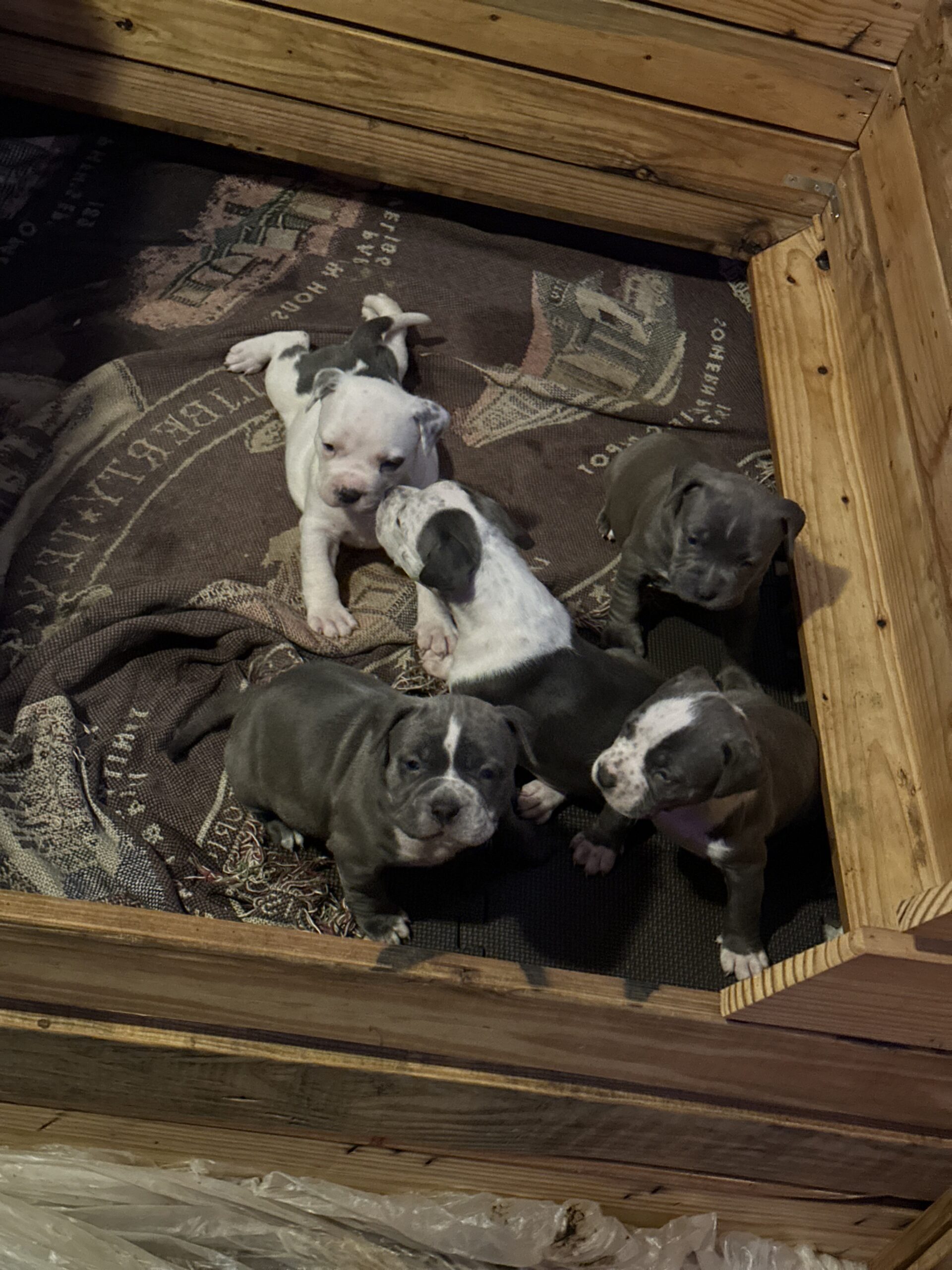 Dog Featured Image