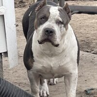 Eternal Pride Bullies Drama