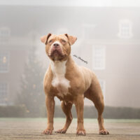 Lilah CT Bullies