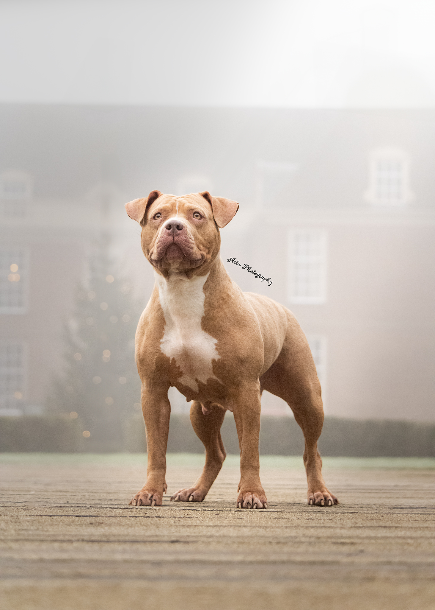 Dog Featured Image