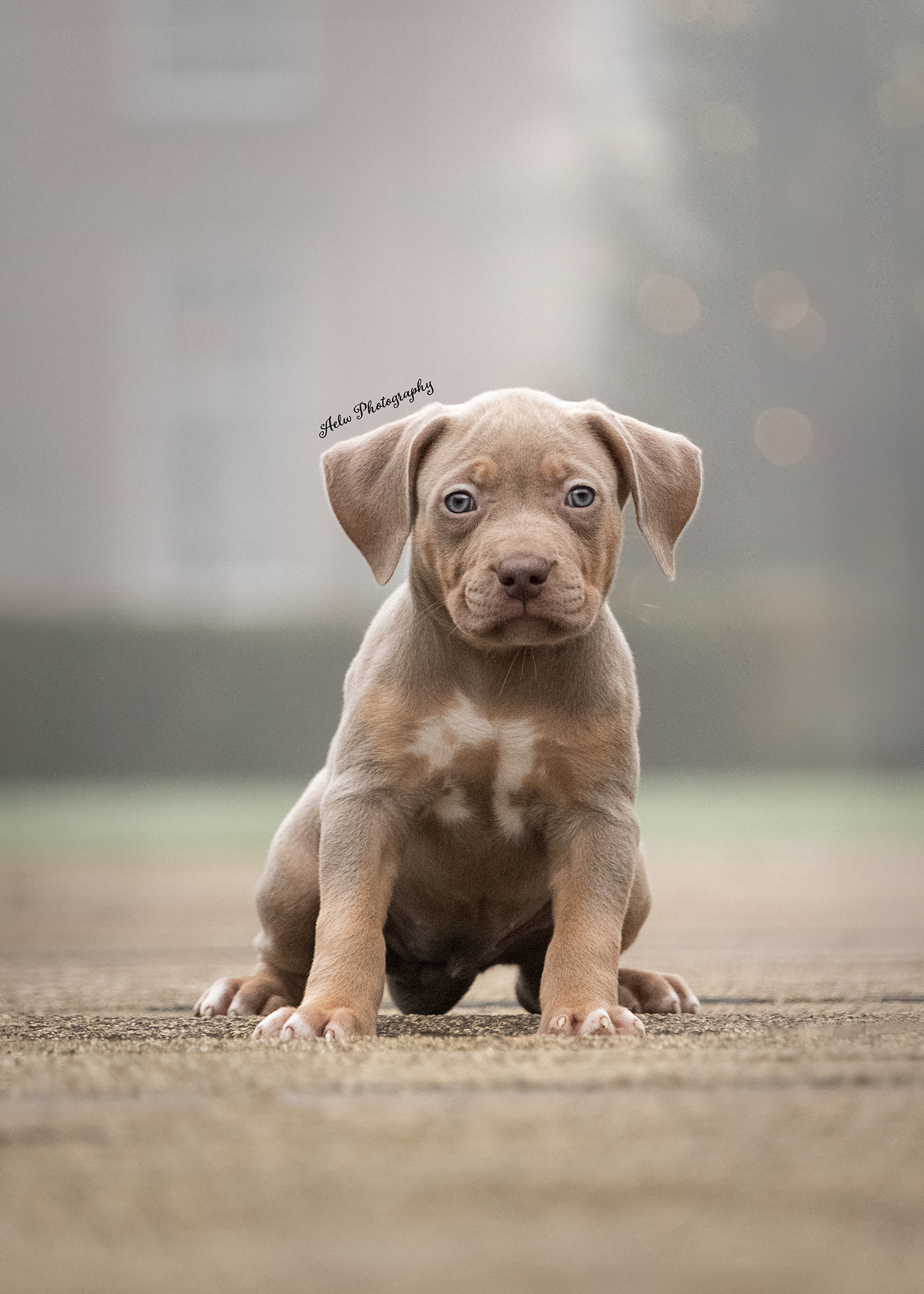 Dog Featured Image