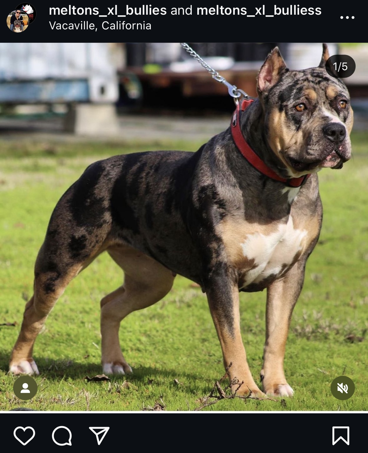 Dog Featured Image