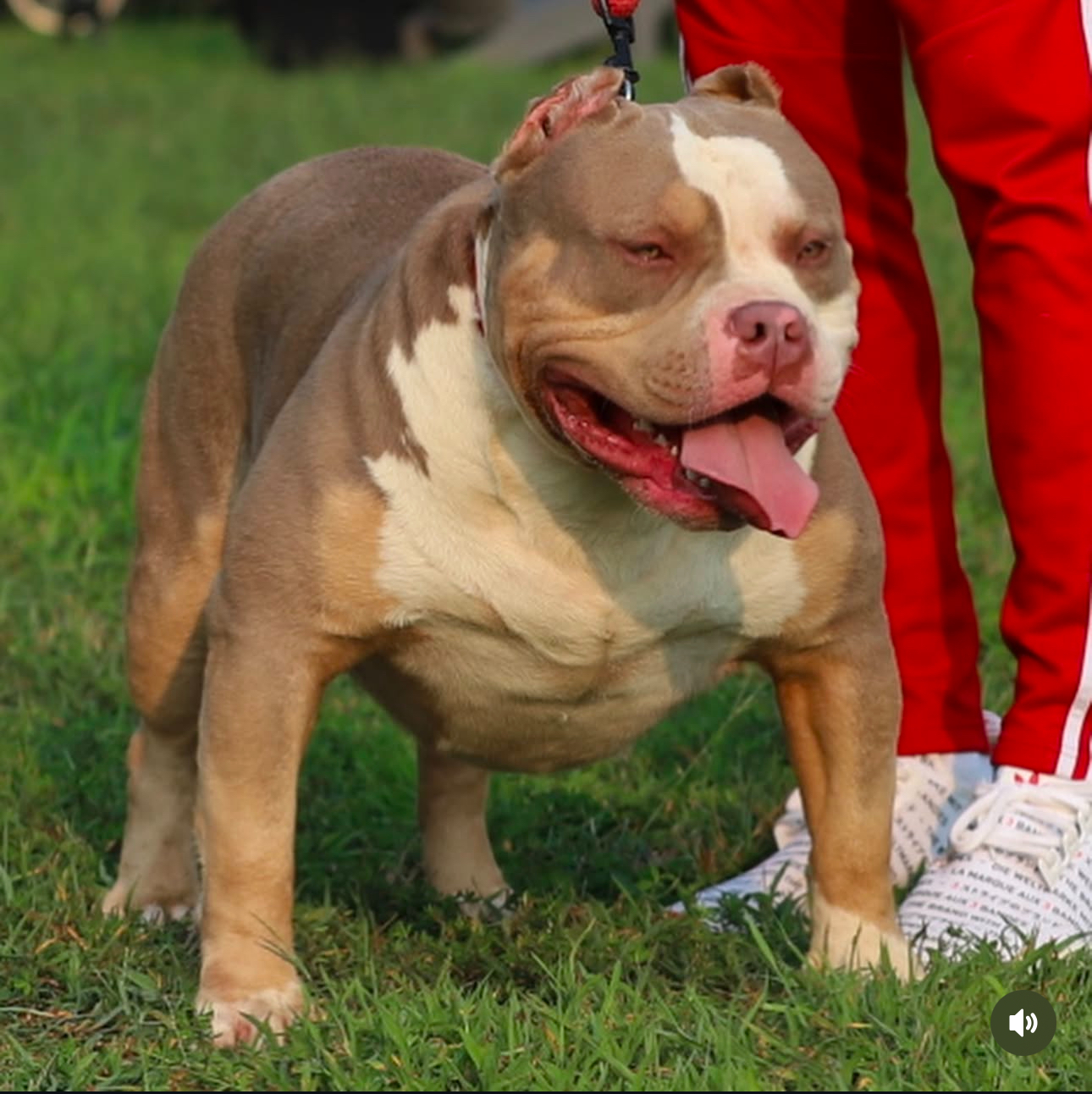Dog Featured Image