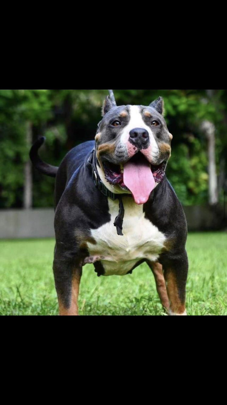 Dog Featured Image
