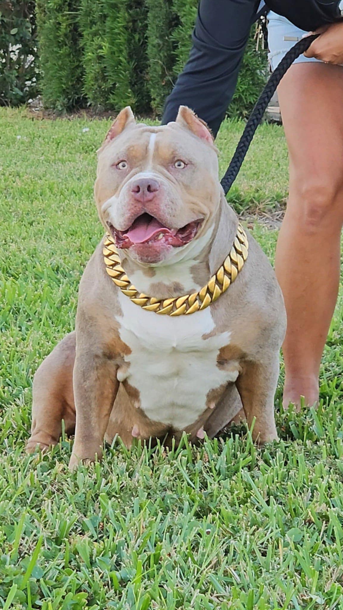 Dog Featured Image