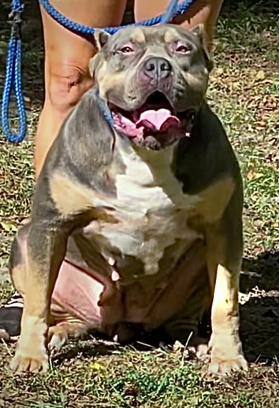 Dog Featured Image