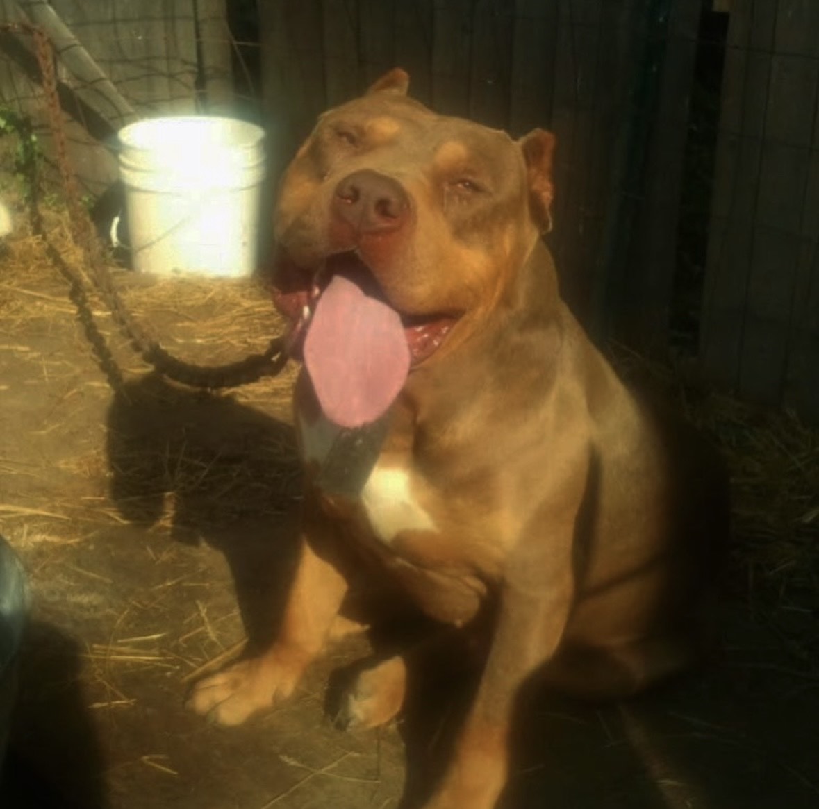 Dog Featured Image