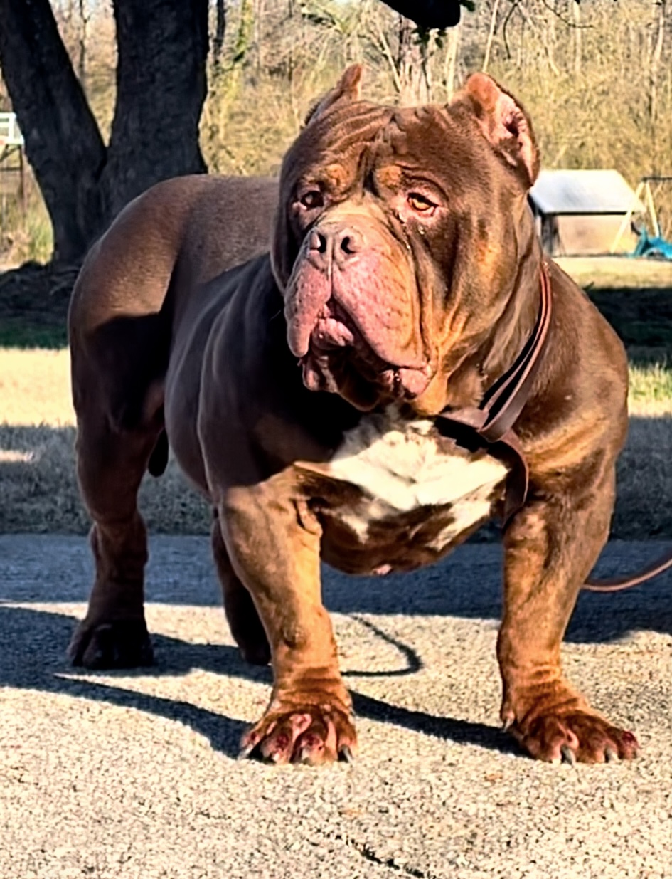 Dog Featured Image