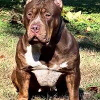 Dog Featured Image