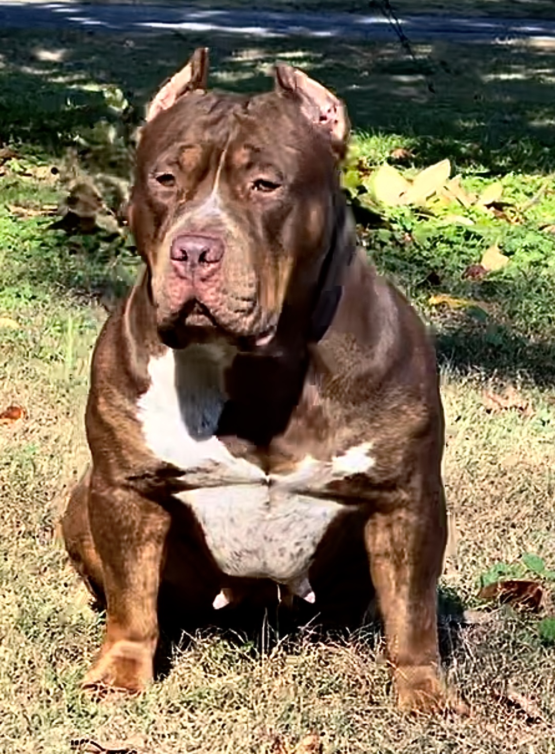 Dog Featured Image