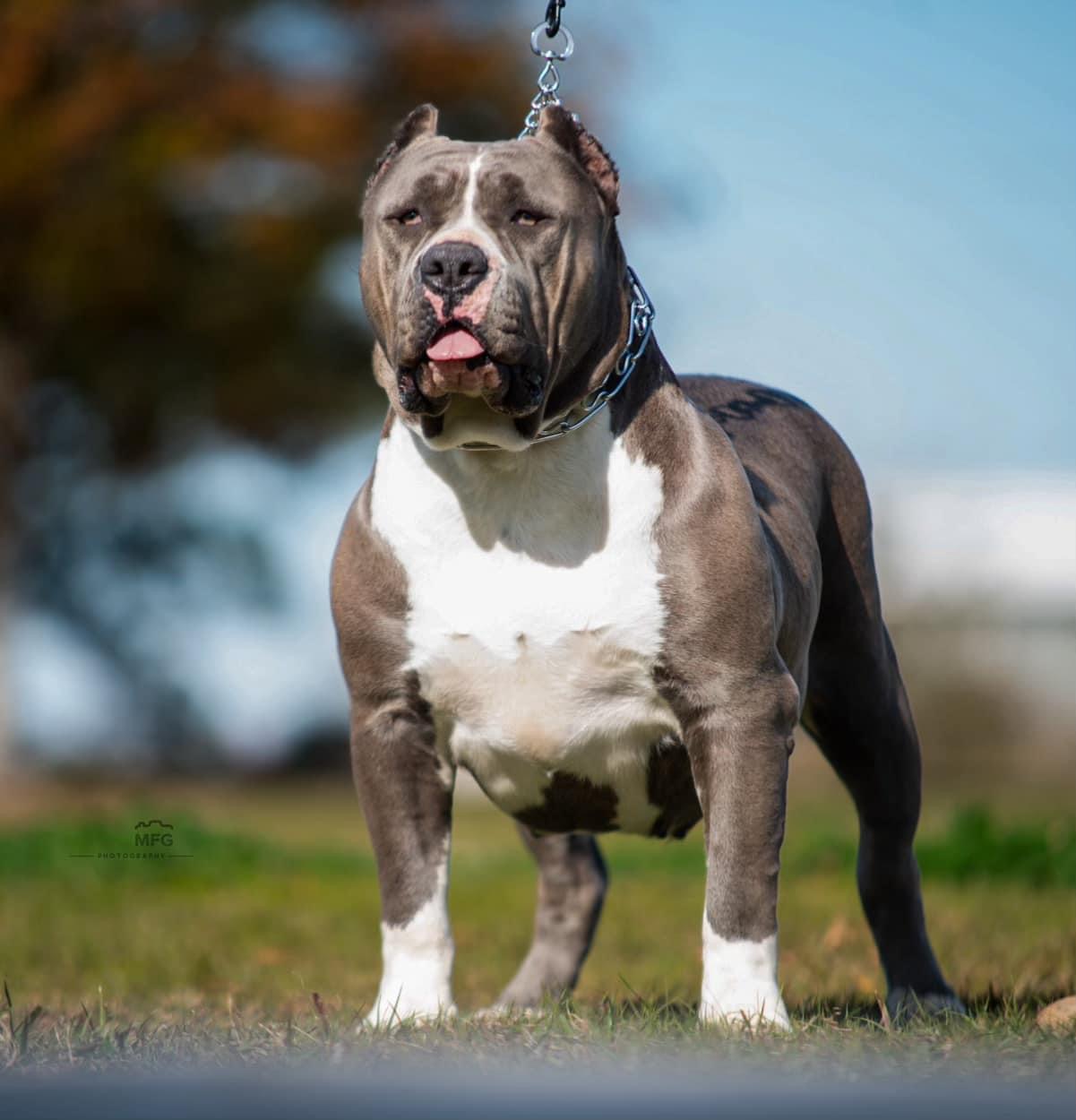 Dog Featured Image
