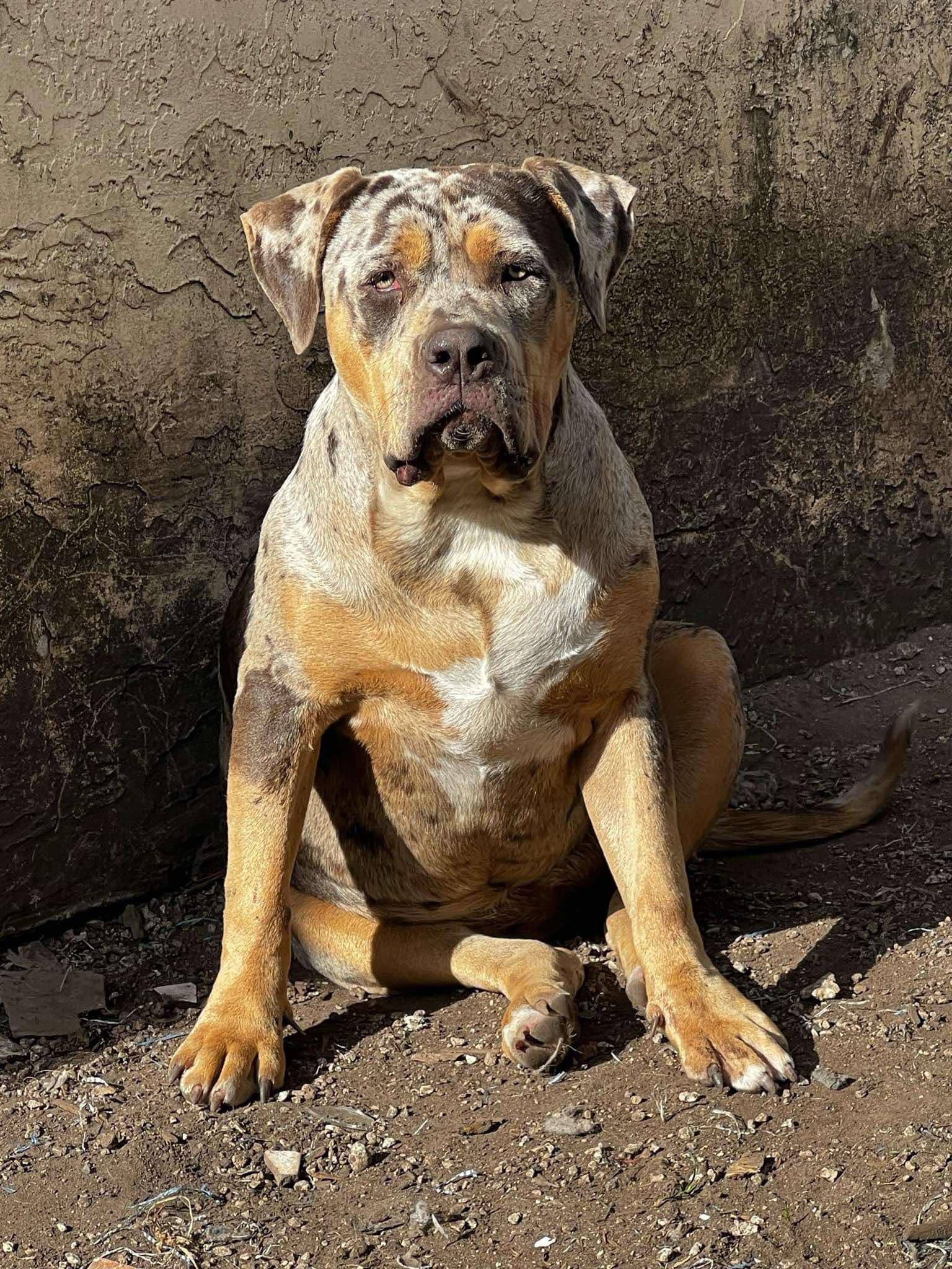 Dog Featured Image