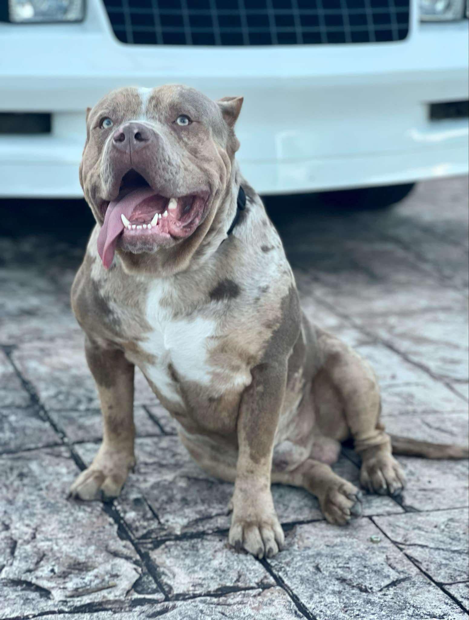 Dog Featured Image