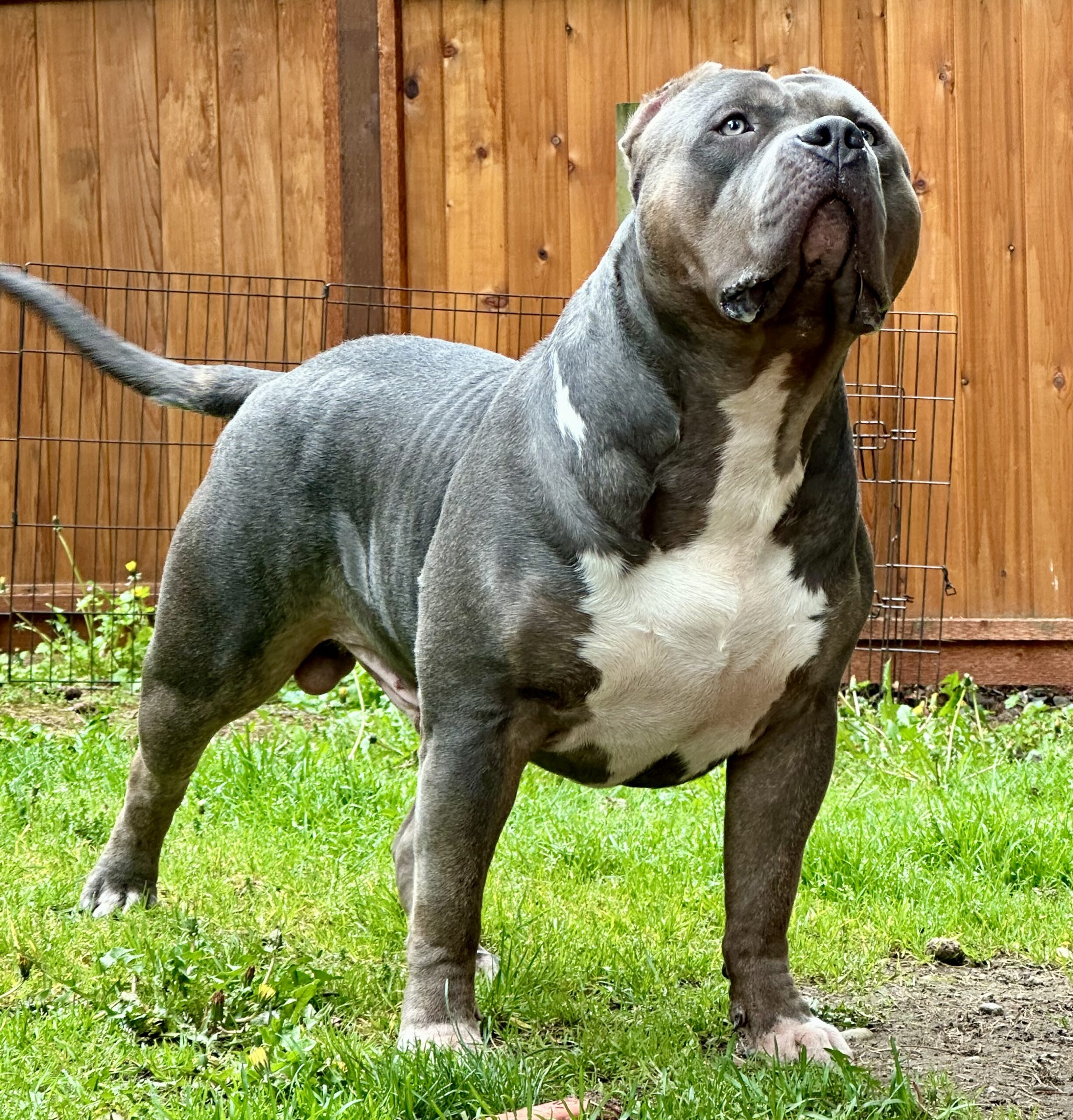 Dog Featured Image