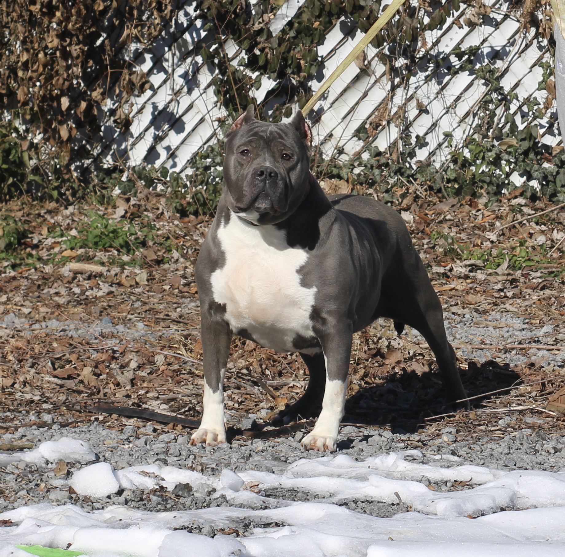 Dog Featured Image