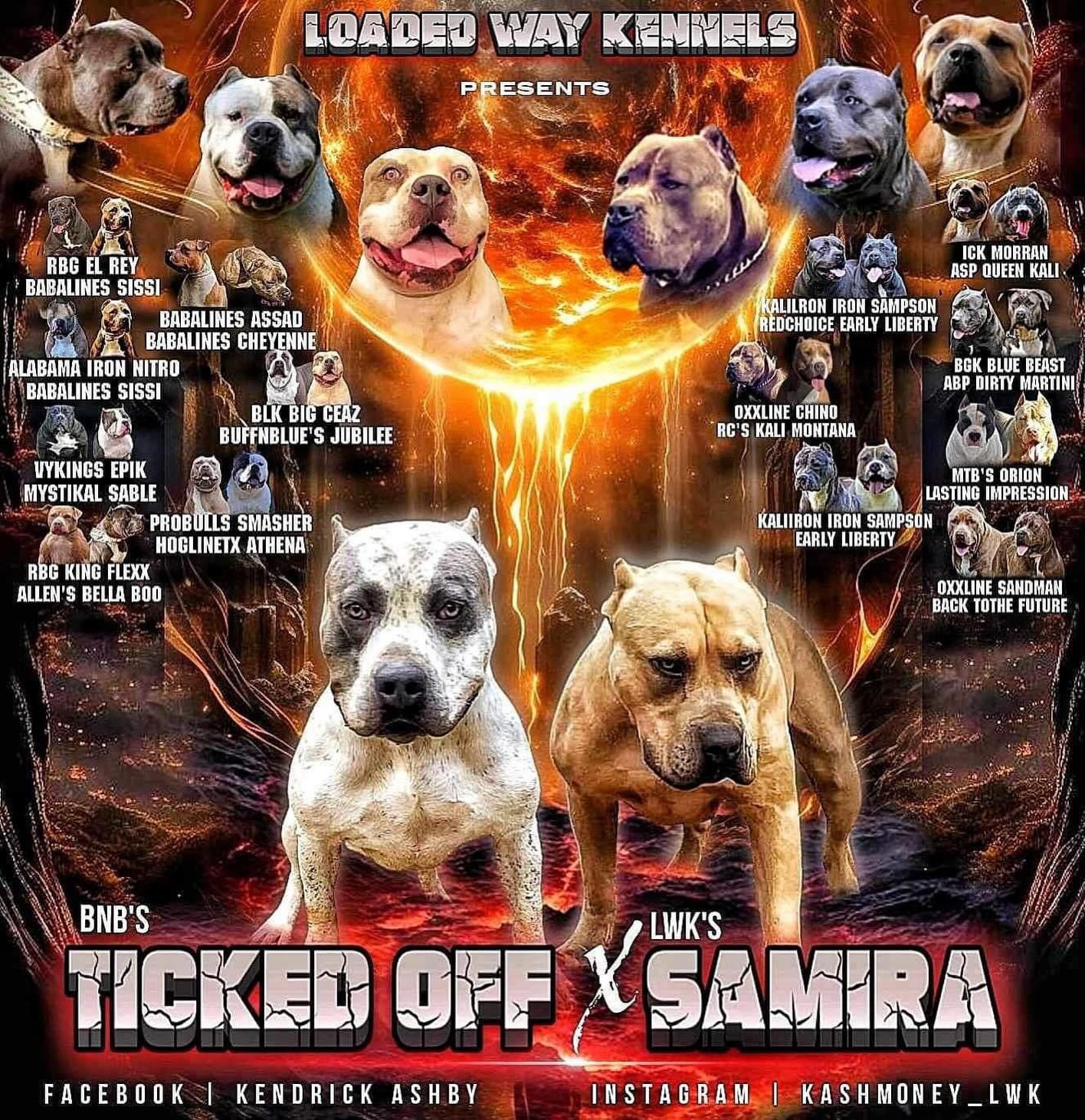 Dog Featured Image